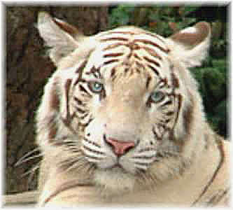 tigermark.jpg